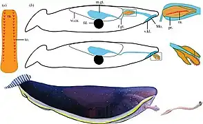 Typhloesus was a bizarre invertebrate that lived in Montana. It is possibly a mollusk related to gastropods.