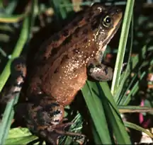 Oregon spotted frog