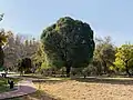 Ulmus densa in Urumqi Botanical Garden, Xinjiang, China (2021)