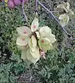 Samarae, showing seed on stalk side of centre