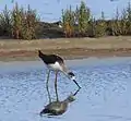 White stilt