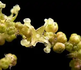 Flowers (male) can be yellow