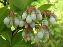 Vaccinium corymbosum