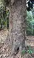 Tree trunk and bark