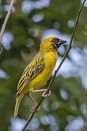 male P. v. peixotoiSão Tomé and Príncipe