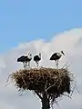 White storks nesting in Voľa