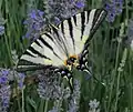 Scarce swallowtail(Iphiclides podalirius)tribe Leptocircini