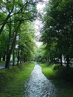 A stream and pine trees