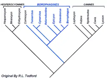 Phylogeny of Hesperocyoninae related to Borophaginae and canines by R.L. Tedford, 1977