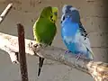 Cobalt Australian Pied cock with a Grey-Green cock