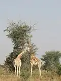 Pair of Giraffes