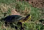 Painted turtle