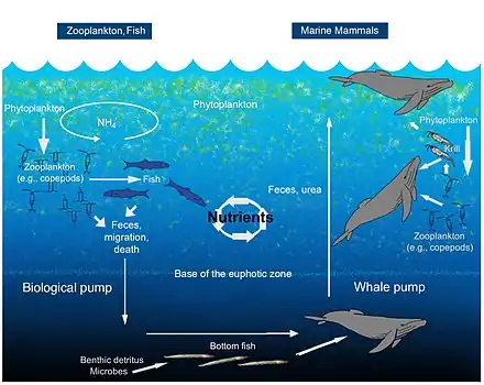 The oceanic whale pump showing how whales cycle nutrients through the ocean water column