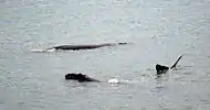 Southern right whales resting