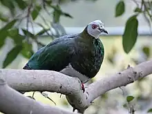 green and white pigeon sitting on branch looking at camera