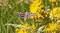 White-lined sphinx moth in Colorado, United States