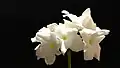 White dipladenia at night in Wayanad, India