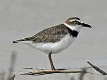 Wilson's plover (Charadrius wilsonia)