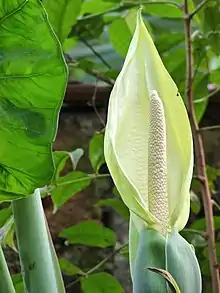 Inflorescence of Xanthosoma sagittifolium