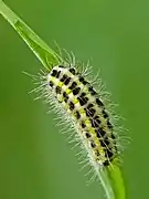 Caterpillar